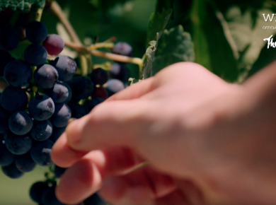 The Wine Show & Winerist Partnership Video